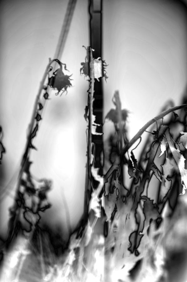 Photographe d'art Remi Garbizon Tarbes